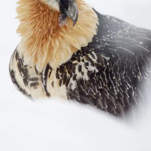 Lammergeier (Gypaetus barbatus) close up portrait, Spain, November