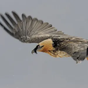 Lammergeier (Gypaetus barbatus) in flight, Cebollar, Torla, Aragon, Spain, November 2008 Lammergeier (Gypaetus barbatus) in flight, Cebollar, Torla, Aragon, Spain, November 2008