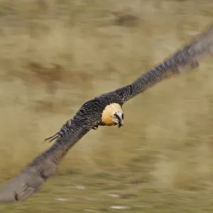 Lammergeier (Gypaetus barbatus) in flight, Serra de Beumort, Gerri de la Sal, Catalonia Lammergeier (Gypaetus barbatus) in flight, Serra de Beumort, Gerri de la Sal, Catalonia