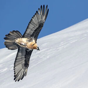 Lammergeier (Gypaetus barbatus) in flight over winter landscape with snow, Leukerbad