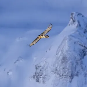 Lammergeier (Gypaetus barbatus) in flight over winter landscape with snow, Leukerbad Lammergeier (Gypaetus barbatus) in flight over winter landscape with snow, Leukerbad