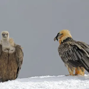 Lammergeier (Gypaetus barbatus) and Griffon vulture (Gyps fulvus) at feeding site Lammergeier (Gypaetus barbatus) and Griffon vulture (Gyps fulvus) at feeding site