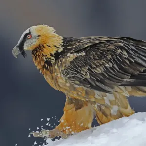 Lammergeier (Gypaetus barbatus) walking over snow, Cebollar, Torla, Aragon, Spain Lammergeier (Gypaetus barbatus) walking over snow, Cebollar, Torla, Aragon, Spain