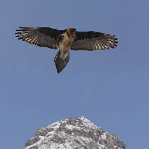 Lammergier {Gypaetus barbatus} soaring over the Himalayas, northern India