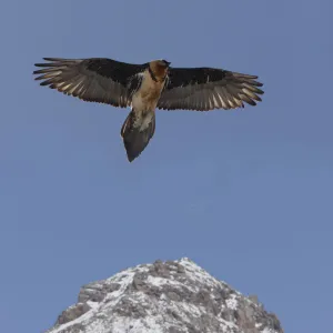 Lammergier {Gypaetus barbatus} soaring over the Himalayas, northern India