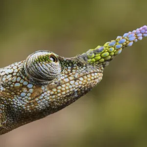 Madagascar Lance-nosed chameleon Print Madagascar Lance-nosed chameleon Print