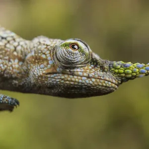 Lance-nosed chameleon Print Lance-nosed chameleon Print