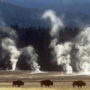 Landscape with Bison {Bison bison} and steam from geysers, Yellowstone NP, Wyoming, USA