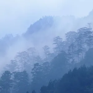 Landscape of coniferous trees in dusk mist, Finca Nueva Linda, El Triunfo Biosphere Reserve, Chiapas, southern Mexico, April