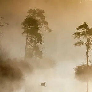 Print of a Canada goose swimming in a fen landscape at dawn Print of a Canada goose swimming in a fen landscape at dawn