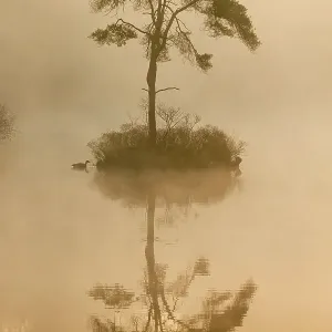 Landscape Print of a Fen at Dawn with Canada Goose Landscape Print of a Fen at Dawn with Canada Goose