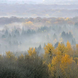 Landscape view of Vosges Forest at dawn, France, November 2011