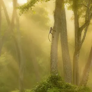 Langur monkey print climbing tree in misty forest at dawn, India Langur monkey print climbing tree in misty forest at dawn, India