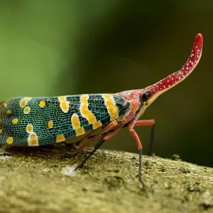 Lantern bug Print, Ha Pak Nai, Yuen Long District Lantern bug Print, Ha Pak Nai, Yuen Long District
