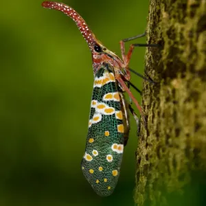 Lantern bug Print, Ha Pak Nai, Yuen Long District Lantern bug Print, Ha Pak Nai, Yuen Long District