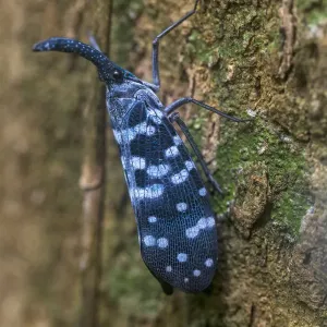 Lantern bug Print, Sinharaja Forest Reserve Lantern bug Print, Sinharaja Forest Reserve