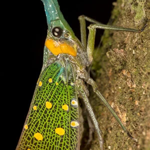 Lantern bug (Pyrops whiteheadi), Danum Valley, Sabah, Borneo