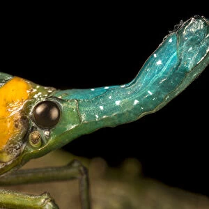 Lantern bug (Pyrops whiteheadi), detail of head. Danum Valley, Sabah, Borneo