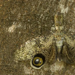 Lantern Fly / Machaca (Fulgora lampetis) displaying eye-spots, used to startle potential predators