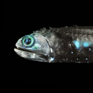 Lanternfish (Lepidophanes guentheri) - deepsea species showing bioluminescence