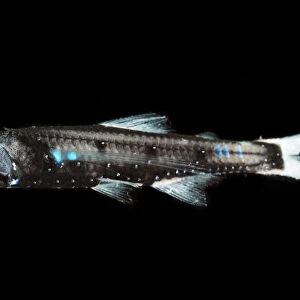 Lanternfish (Lepidophanes guentheri) - deepsea species showing bioluminescence