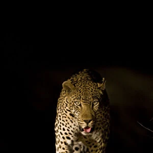 Large adult male Leopard (Panthera pardus) walking through the bush at night, Sabi