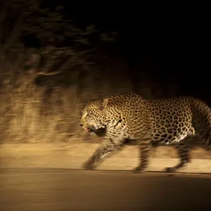 Large adult male Leopard (Panthera pardus) walking through the bush at night, Sabi Large adult male Leopard (Panthera pardus) walking through the bush at night, Sabi