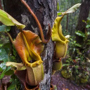 Large Aerial Pitcher Print of Nepenthes veitchii Large Aerial Pitcher Print of Nepenthes veitchii