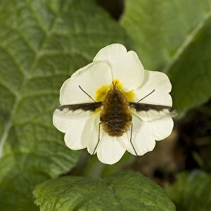 Large bee fly (Bombylius major) feeding on Primrose (Primula vulgaris). England, UK