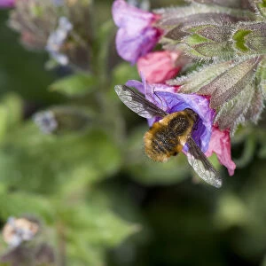 Large bee-fly (Bombylius major) nectaring on Lungwort (Pulmonaria sp). In garden, Surrey