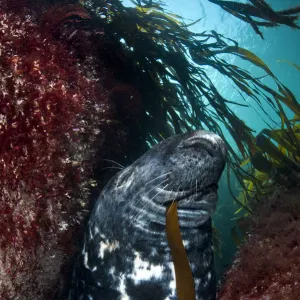 Large bull (male) Grey seal (Halichoerus grypus) chewing on a blade of kelp, resting