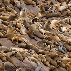 Large colony of South american sealions (Otaria flavescens byronia) on rocks, Palomino Islands