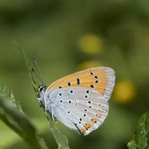 Large copper butterfly (Lycaena dispar), female, Finland, July Large copper butterfly (Lycaena dispar), female, Finland, July