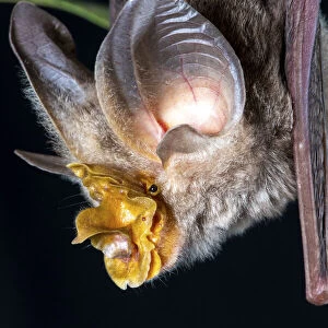 Large-eared horseshoe bat (Rhinolophus robertsi), portrait, Atherton, Queensland, Australia