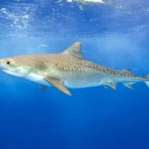 Tiger Shark Print: Large Female in Open Water Tiger Shark Print: Large Female in Open Water