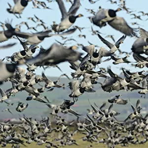 Large flock of Barnacle geese (Branta leucopsis) taking off from grazing marshes