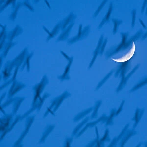 Large flock of Bramblings (Fringilla montifringilla) in flight at dusk in front of moon