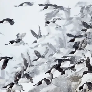 Large flock of Guillemots (Uria aalge) taking off from a cliff in falling snow, Vardo, Norway, March Large flock of Guillemots (Uria aalge) taking off from a cliff in falling snow, Vardo, Norway, March