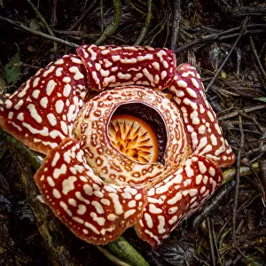 Large flower of the parasitic plant Rafflesia pricei, growing in rainforest