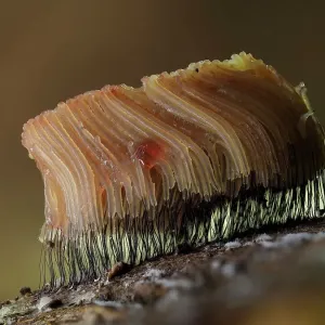 Gran grupo de esporangios de hongo de lodo (Stemonitis flavogenita) cambiando a naranja, comenzando a madurar en un tronco de Roble (Quercus sp). Hertfordshire, Inglaterra, Reino Unido. Septiembre. Enfoque pilastrado. Gran grupo de esporangios de hongo de lodo (Stemonitis flavogenita) cambiando a naranja, comenzando a madurar en un tronco de Roble (Quercus sp). Hertfordshire, Inglaterra, Reino Unido. Septiembre. Enfoque pilastrado.