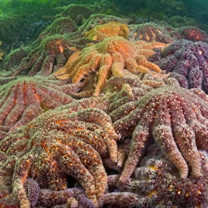 Large group of Sunflower sea stars (Asterias / Pycnopodia helianthoides) covering rock