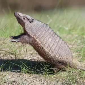 Large hairy armadillo (Chaetophractus villosus) standing on hind legs, Peninsula Valdes, Patagonia, Argentina Large hairy armadillo (Chaetophractus villosus) standing on hind legs, Peninsula Valdes, Patagonia, Argentina