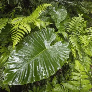 Large Leaf of Alocasia odora Print, 30x40 inches Large Leaf of Alocasia odora Print, 30x40 inches