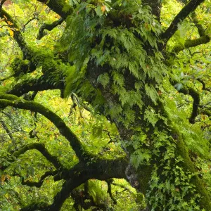 Large oak tree {Quercus sp} with ferns growing on trunk, Alcornocales NP, Cadiz, Andalucia Large oak tree {Quercus sp} with ferns growing on trunk, Alcornocales NP, Cadiz, Andalucia