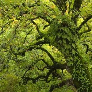 Large oak tree {Quercus sp} with ferns growing on trunk, Alcornocales NP, Cadiz, Andalucia Large oak tree {Quercus sp} with ferns growing on trunk, Alcornocales NP, Cadiz, Andalucia
