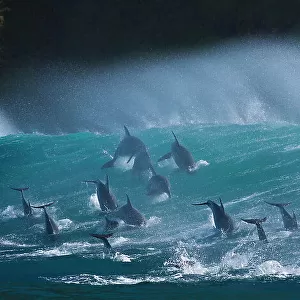 Large pod of Bottlenose dolphins (Tursiops truncatus) porpoising over waves during annual sardine run, Port St Johns, South Africa. Runner up in the Animals in their Environment Category of the Wildlife Photographer of the Year Awards (WPOY)