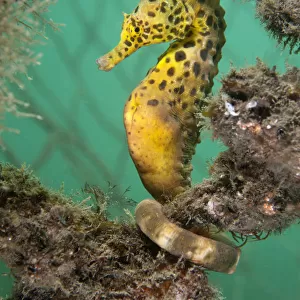 A Large / Pot Bellied Seahorse (Hippocampus abdominalis) perched in nets. Manly, Sydney