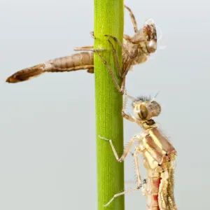 Large red damselfly {Pyrrhosoma nymphula} emerging from nymphal case, Cornwall, UK. April