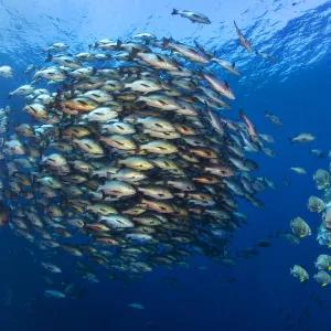 Large school of Bohar snappers (Lutjanus bohar) gather with smaller shoal of Batfish