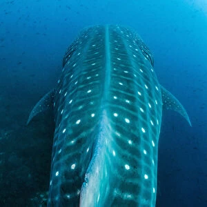 Large Whale shark (Rhincodon typus) swimming over a reef